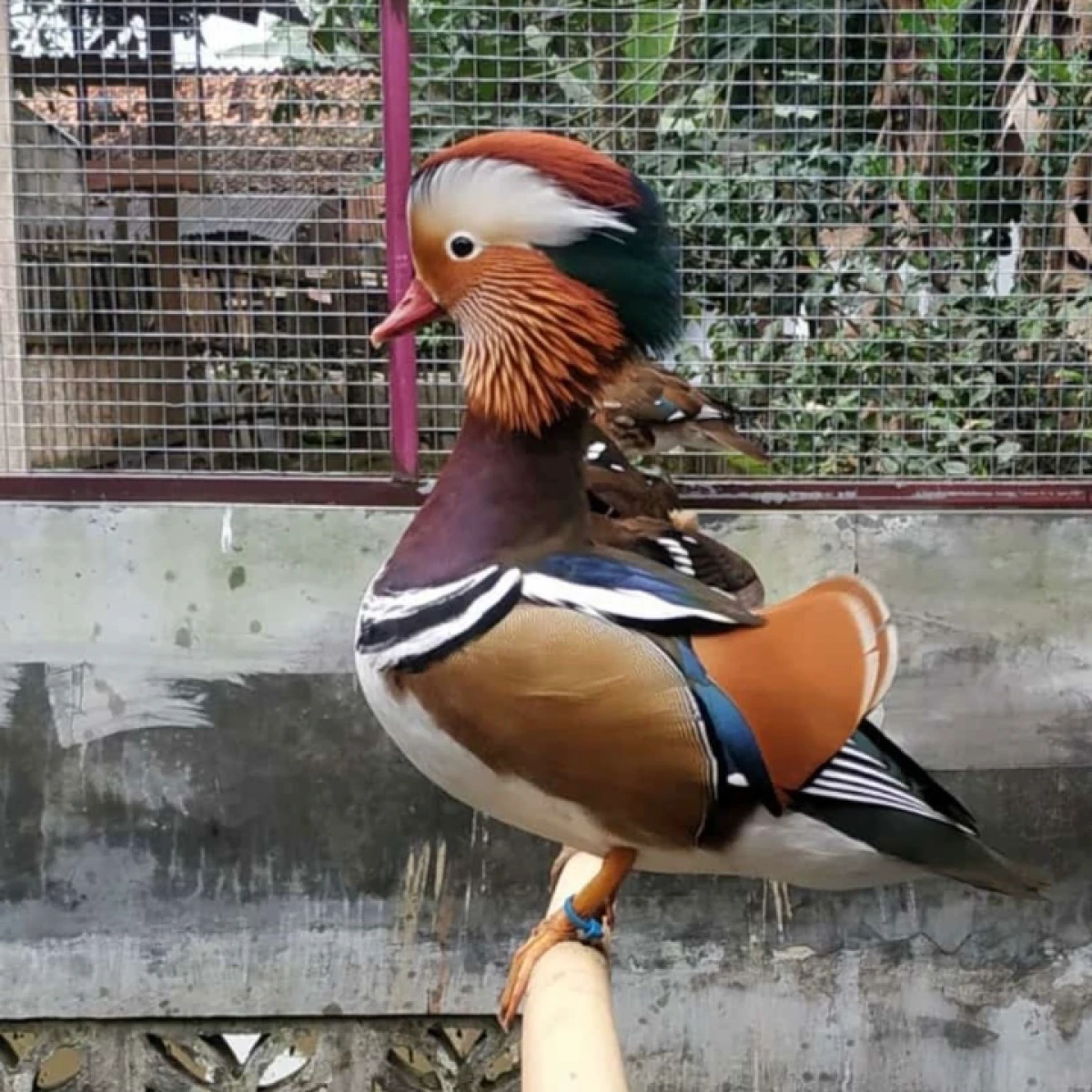 Ready stok terbatas!!! BEBEK MANDARIN  10-15jt per pasang