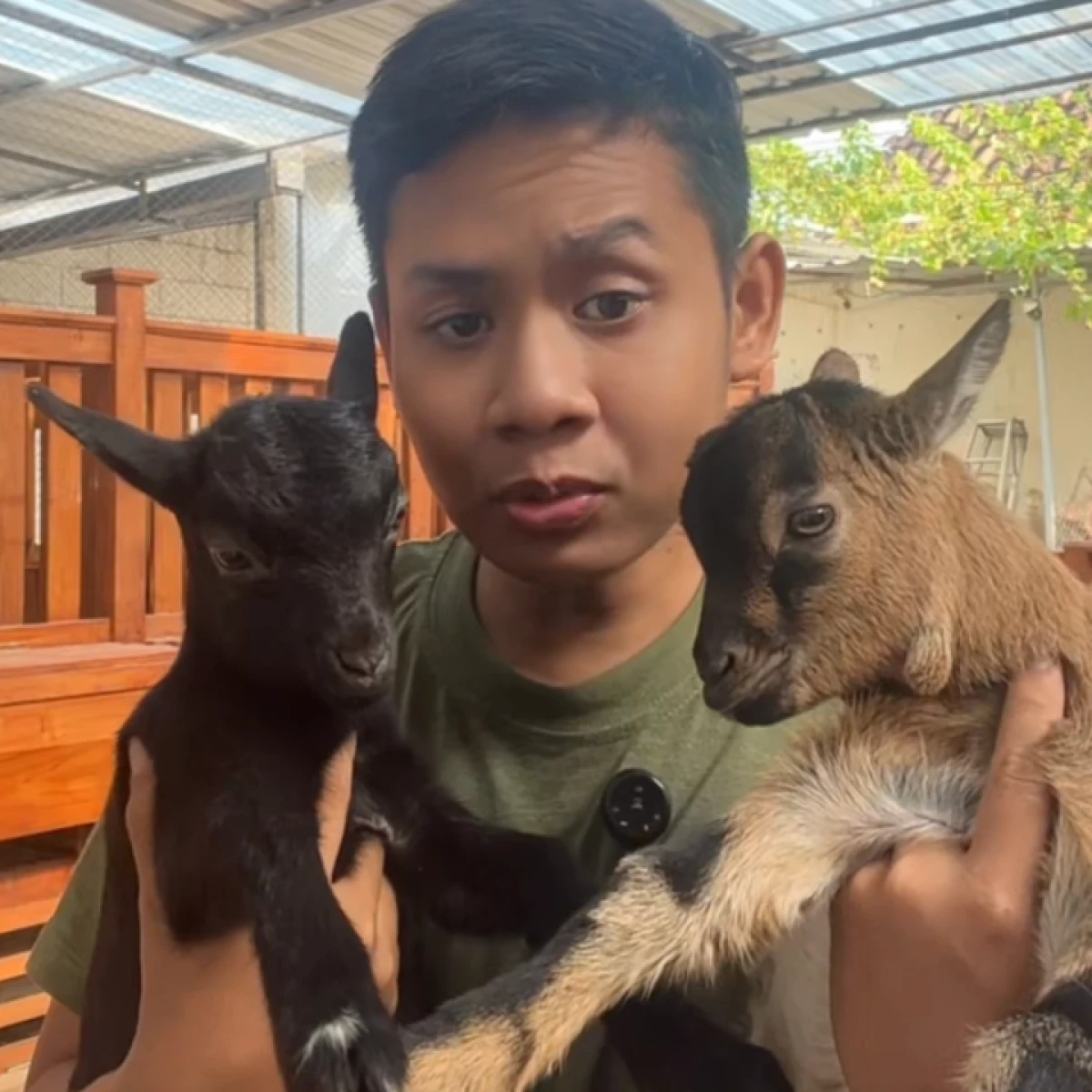 Ready stok kambing mini PygmyGoat B 8-10jt perekor🔥