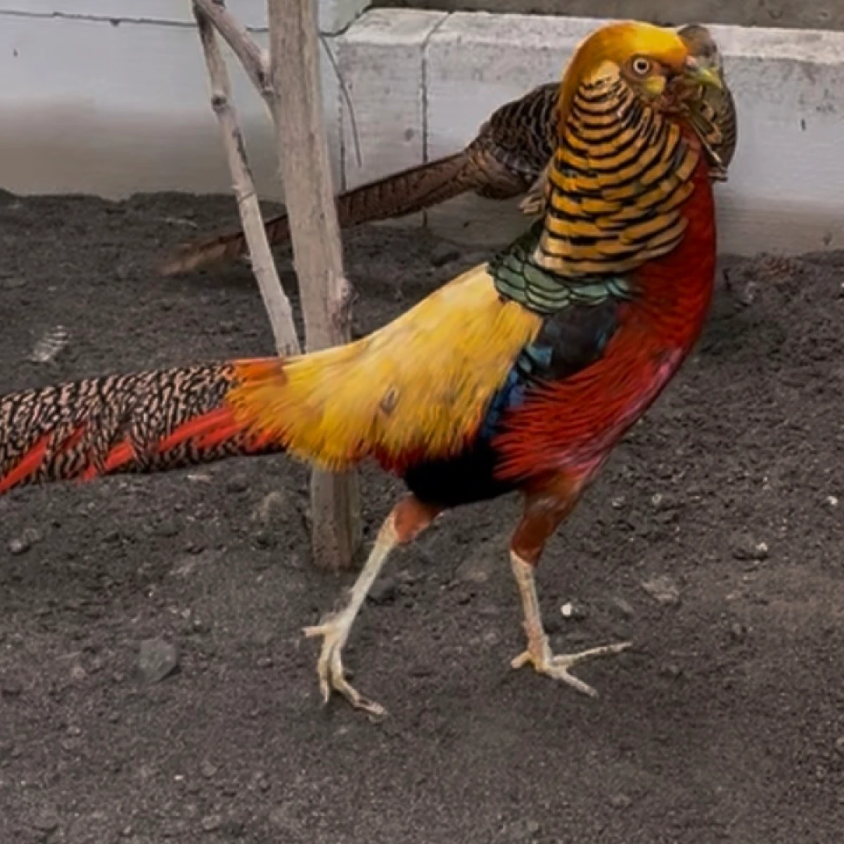Ready stok Ayam Golden Pheasant TERMURAH 3jt per pasang  Remaja