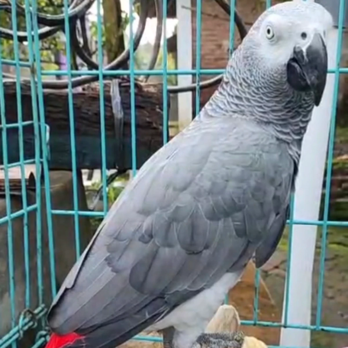 AFRICAN GREY (AFGREY) 18jt perekor