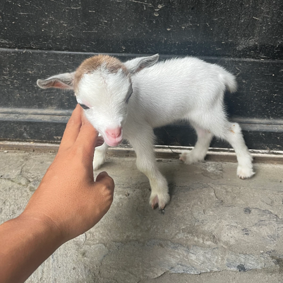 PYGMYgoat Pedigree ,super Mini 18jt perekor