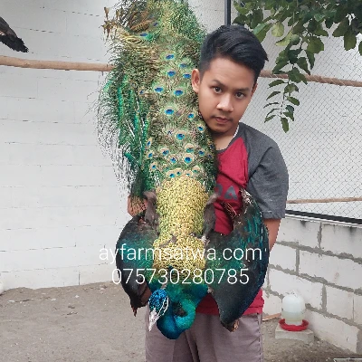 Adit Yachya