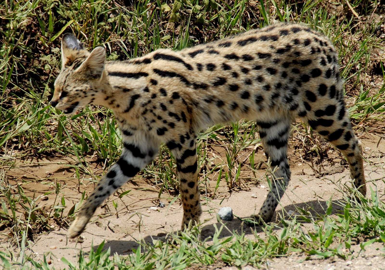 Daftar Harga Serval Cat