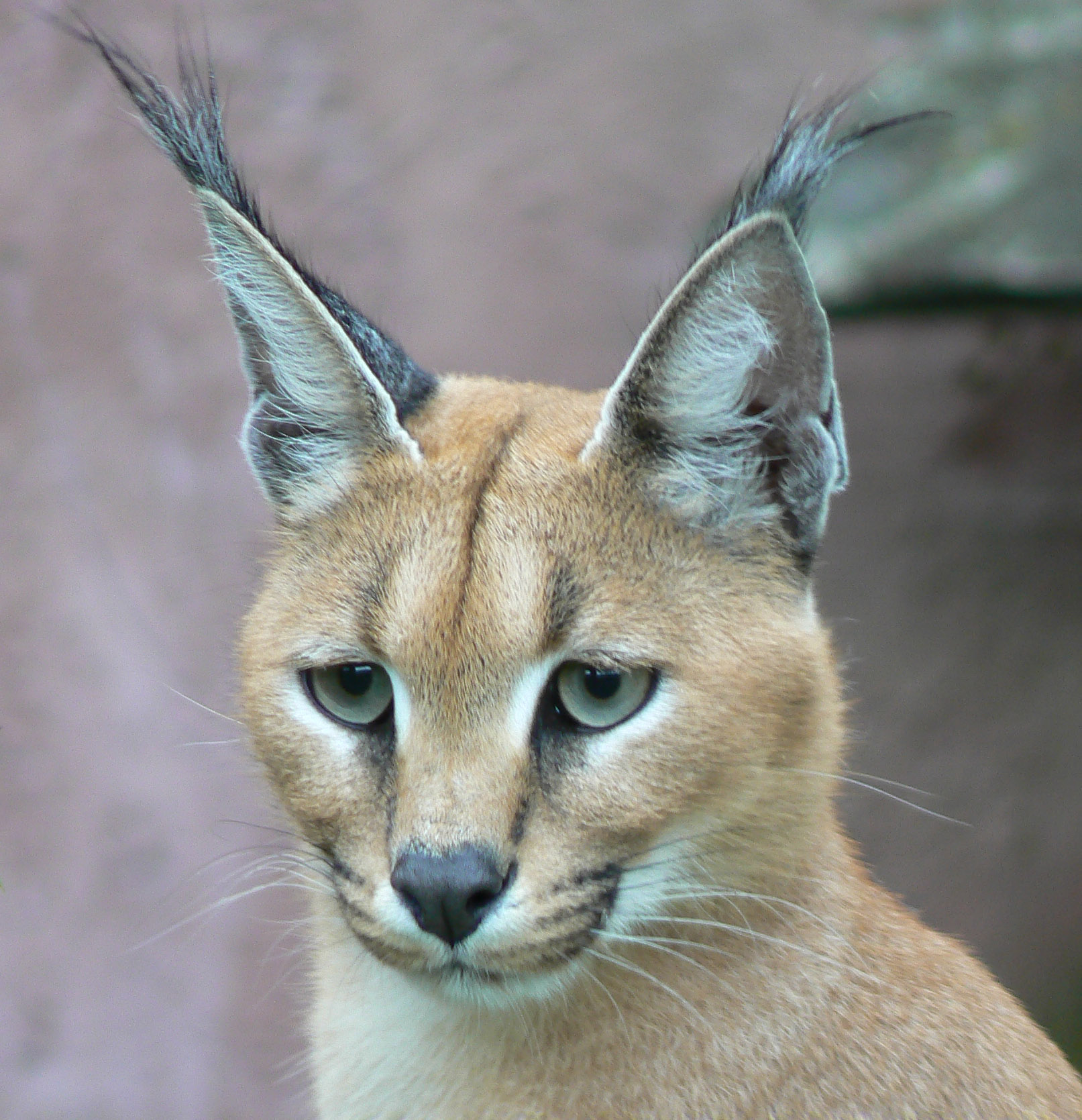 Daftar Harga Caracal Cat
