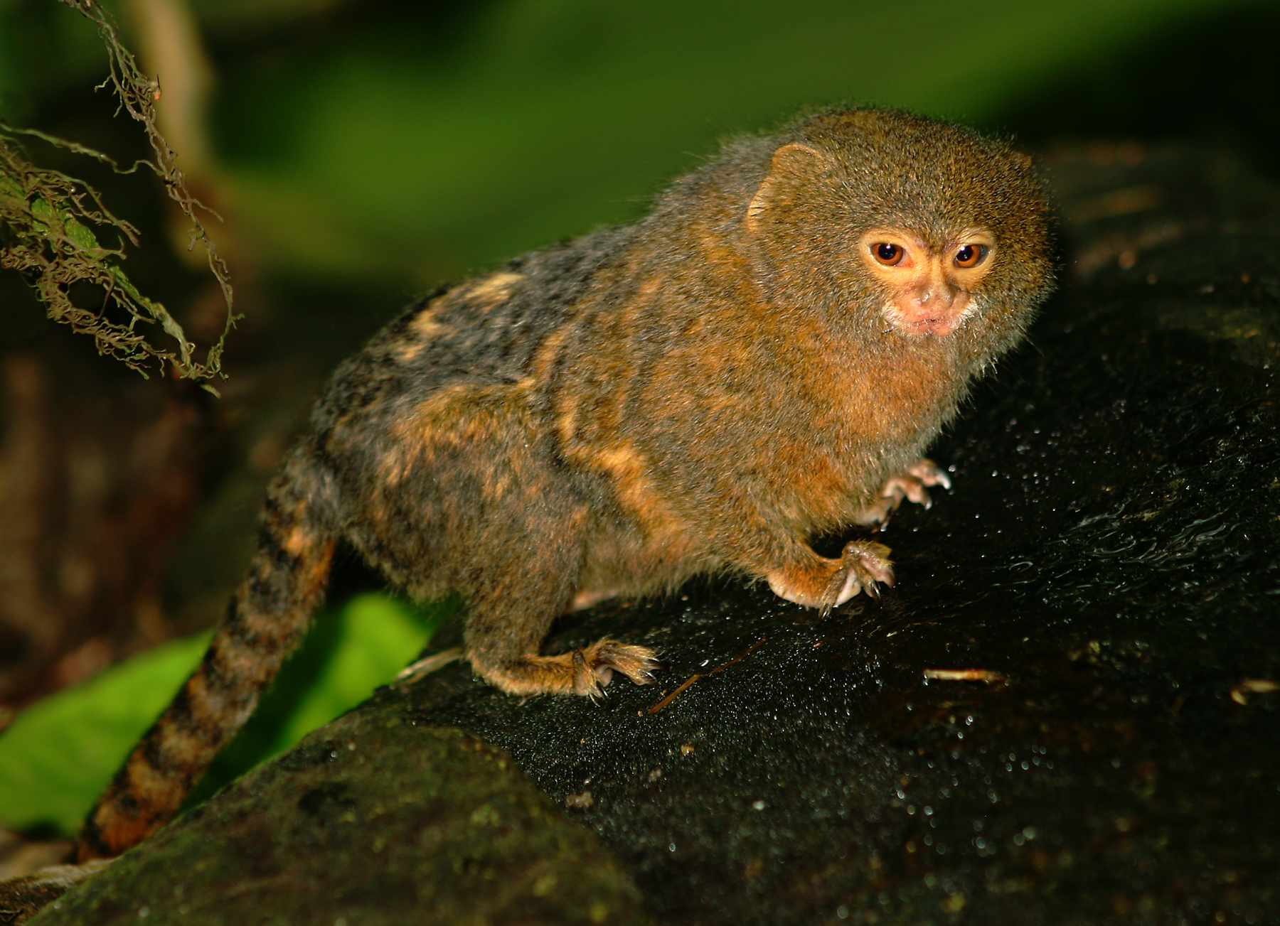 Daftar Harga Marmoset