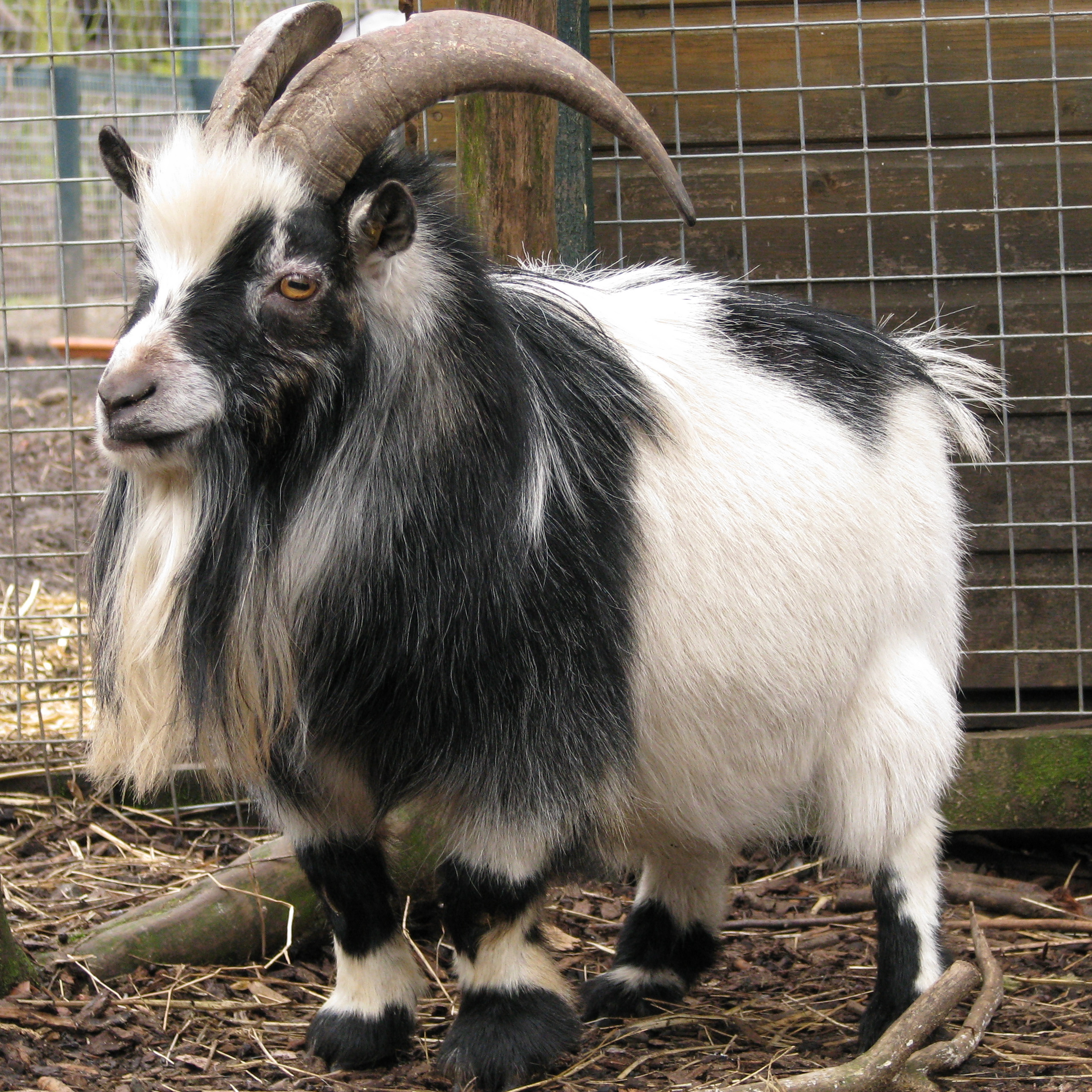 Daftar Harga Pygmi Goat atau Kambing Mini