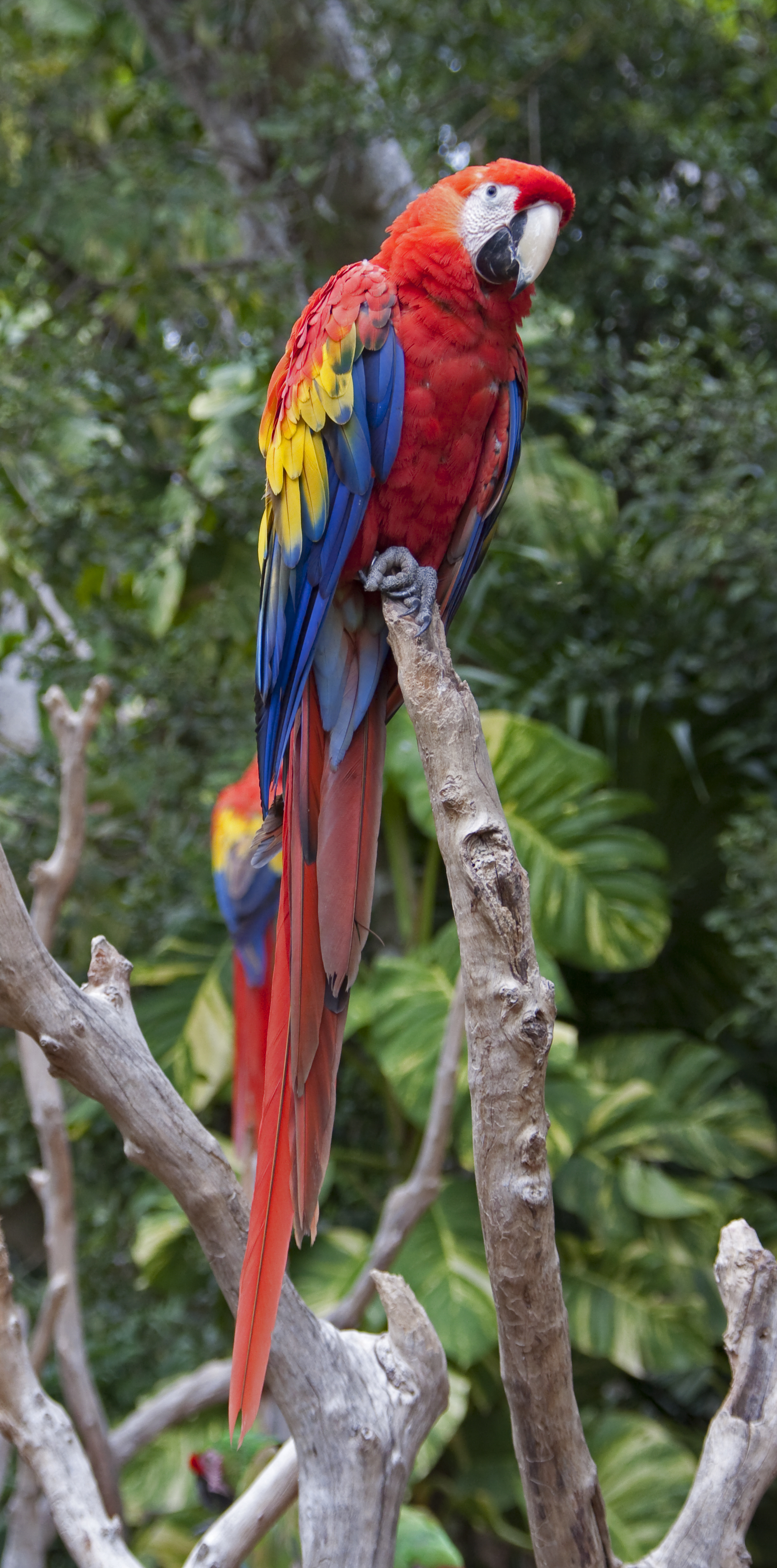 Daftar Harga Macaw Scarlet
