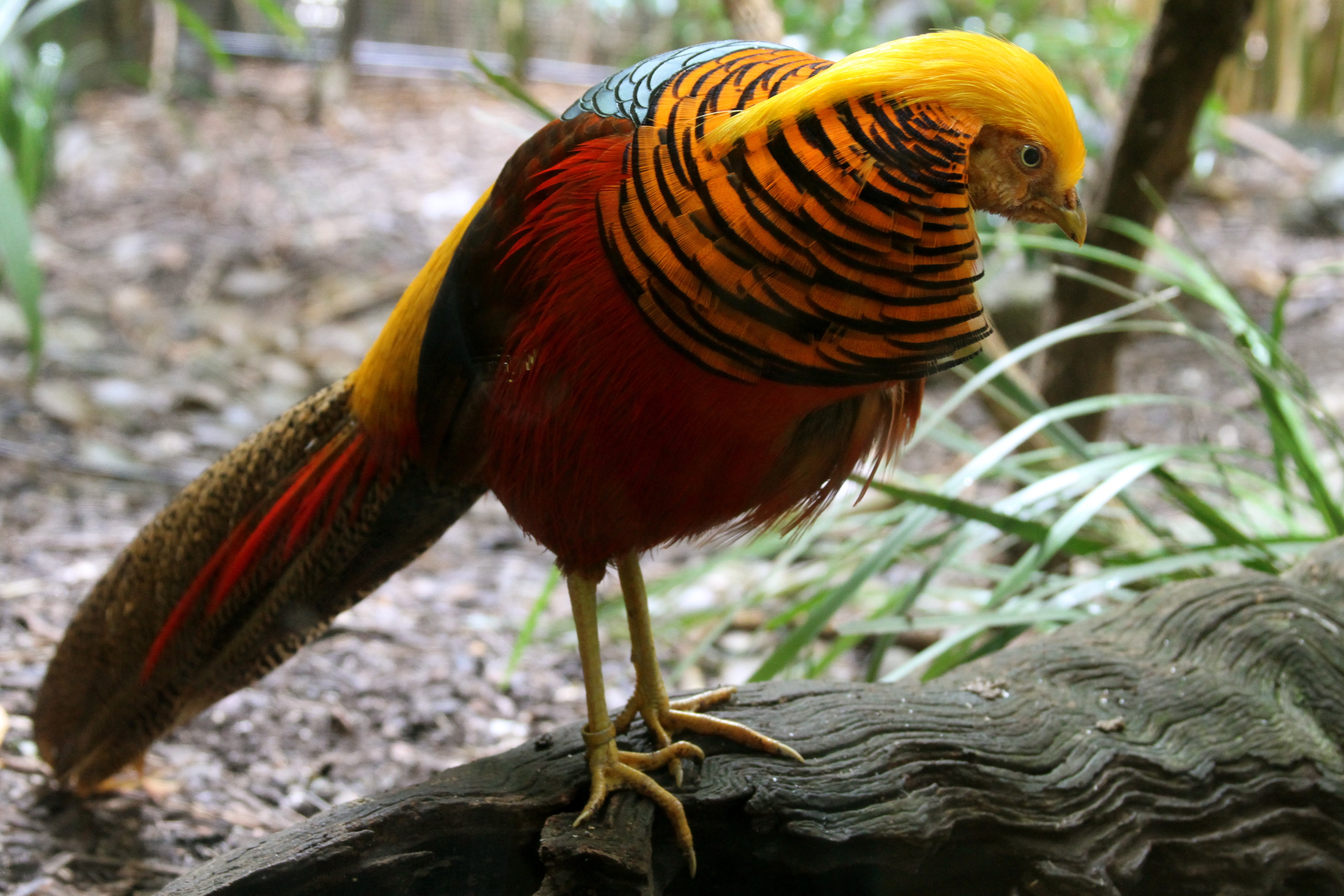 Daftar Harga Golden Pheasant