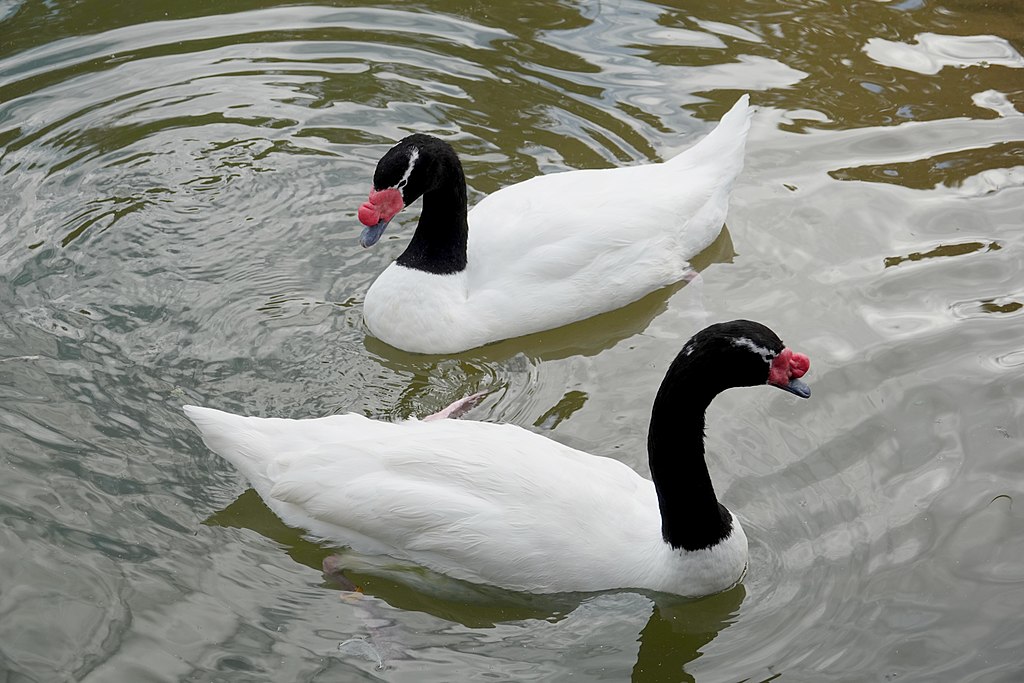 Daftar Harga Black Neck Swan