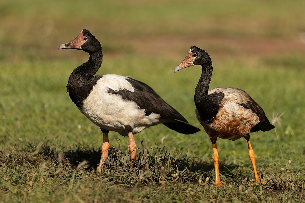 Daftar Harga Magpie Goose