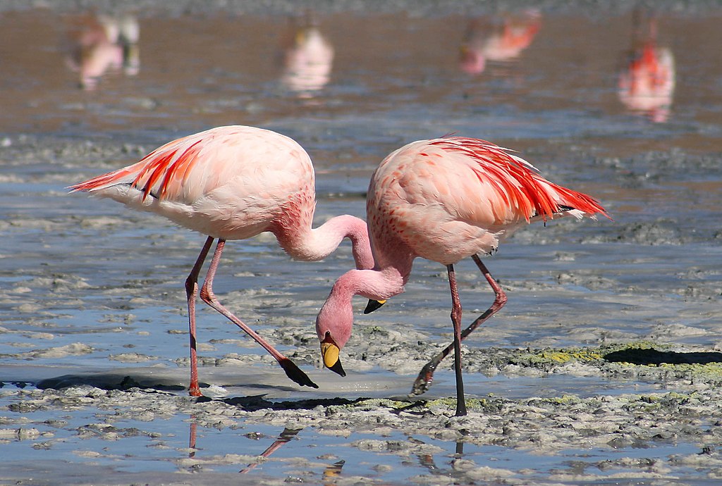 Daftar Harga Flamingo