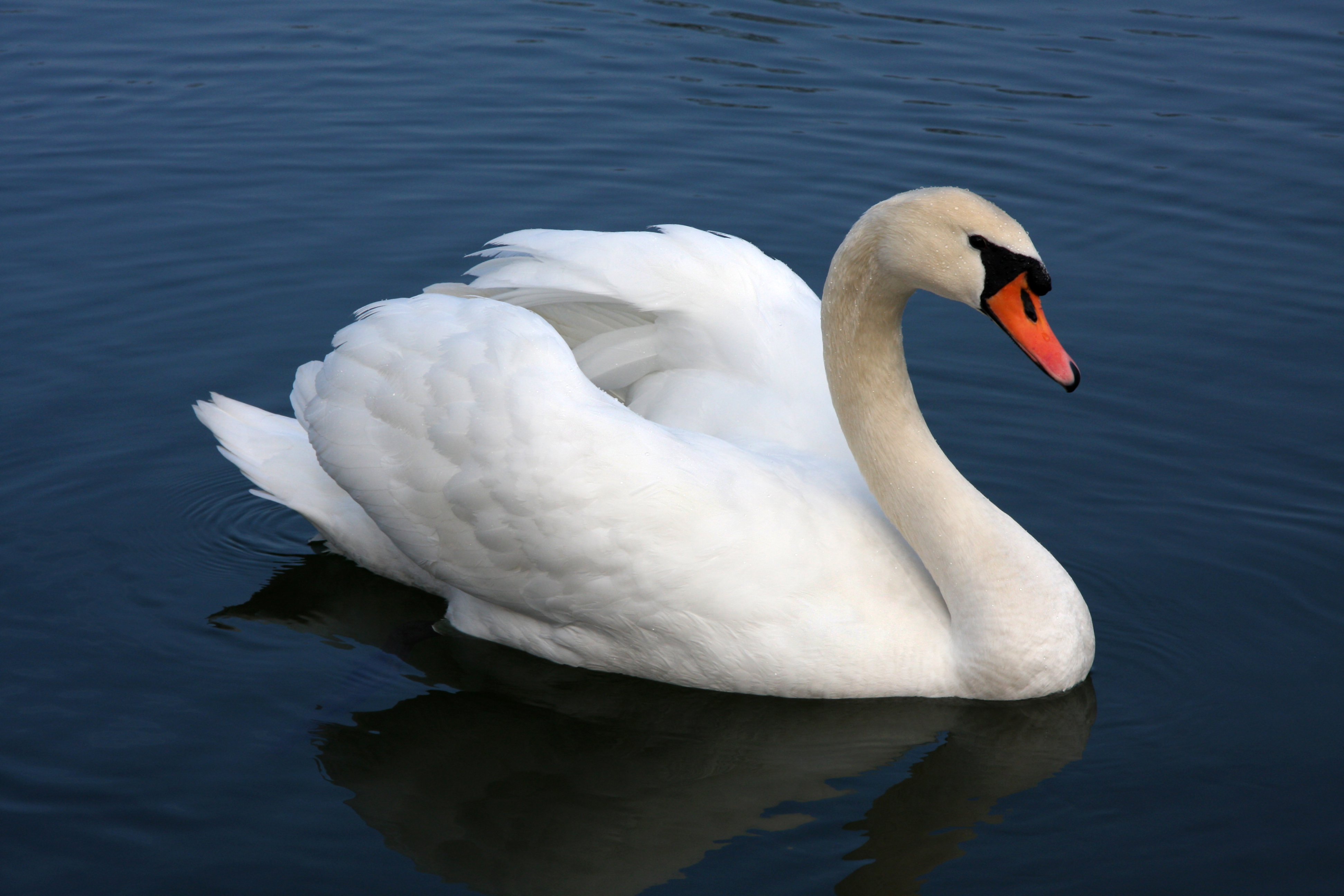 Daftar Harga White Swan
