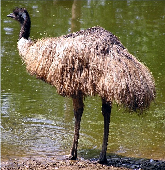 Jual Burung Emu Harga Termurah